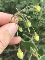 Pergularia daemia daemia