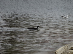 Anas platyrhynchos domesticus