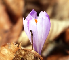Crocus heuffelianus