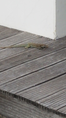 Pholidoscelis plei