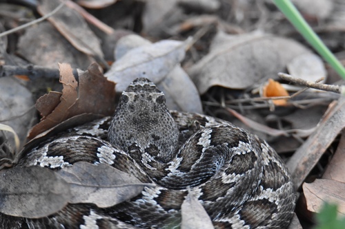 iNaturalist observation photo of Northern Pacific Rattlesnake
