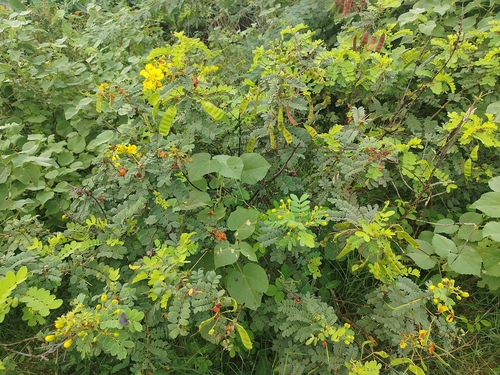 matura tea tree (Senna auriculata)