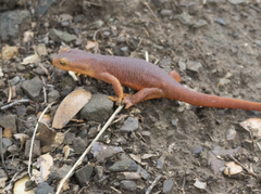 Taricha sierrae