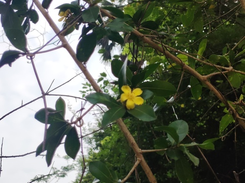 Hugonia mystax (Hugonia mystax)