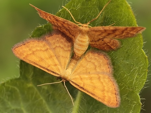 Geltonsparnis Sprindžiukas nuotrauka