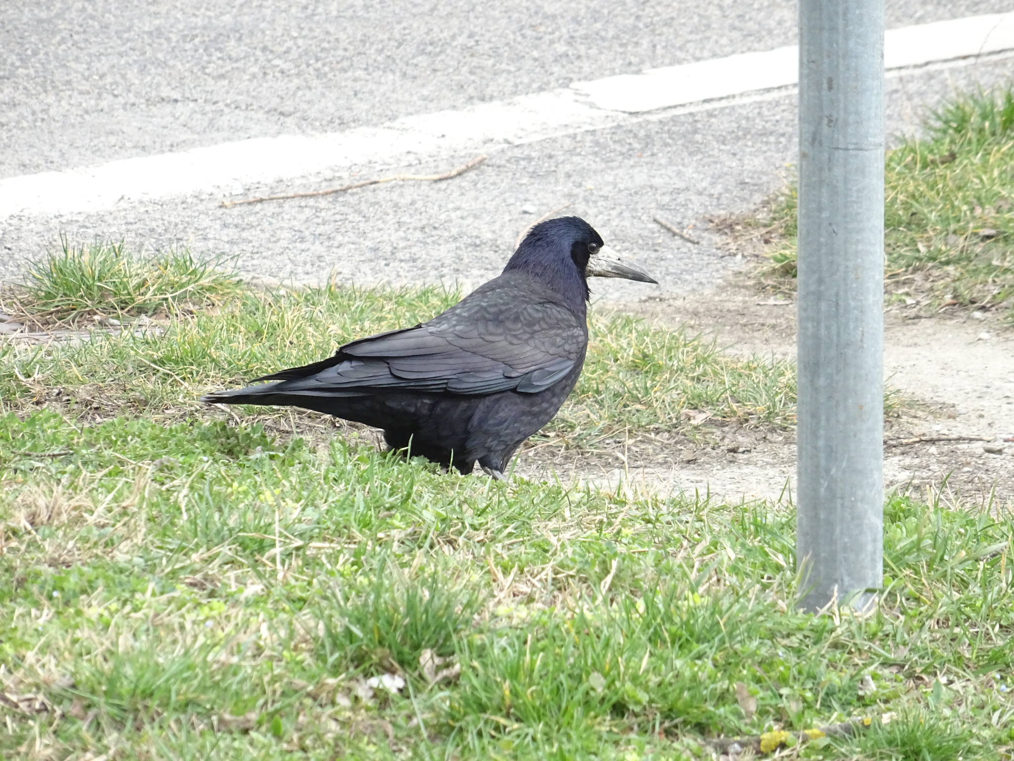 Rook