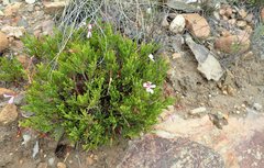 Pelargonium laevigatum