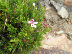 Pelargonium laevigatum