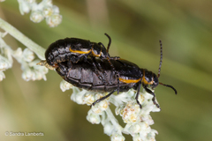 Arima marginata