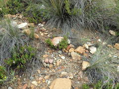 Pelargonium laevigatum