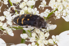 Acmaeoderella flavofasciata