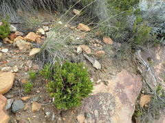 Pelargonium laevigatum
