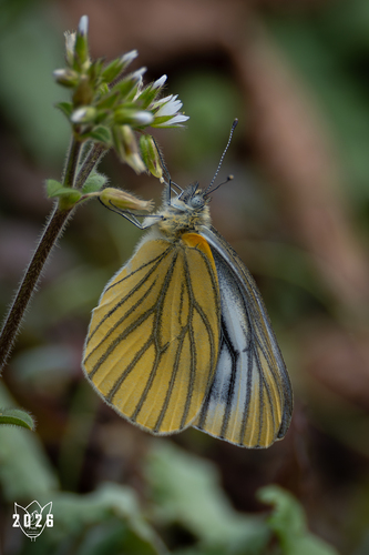 Pieris latouchei