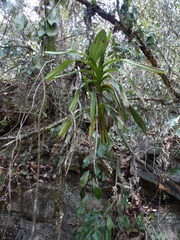 Vandoideae
