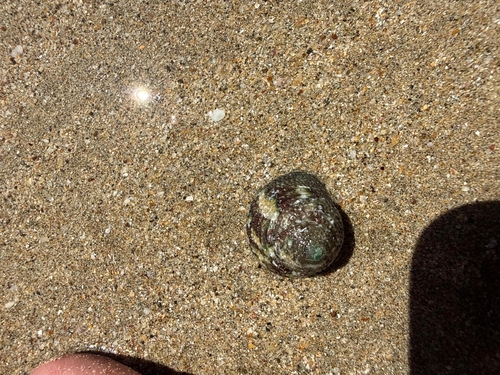 Agathistoma verrucosum
