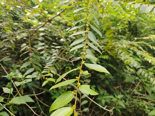 Ziziphus Oenoplia (Ziziphus oenopolia)