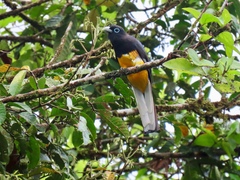 Trogon chionurus