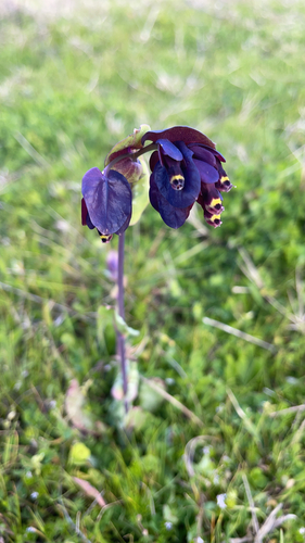 Violet Honeywort