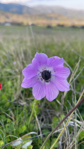 peacock anemone