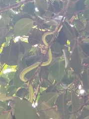 Trimeresurus popeiorum