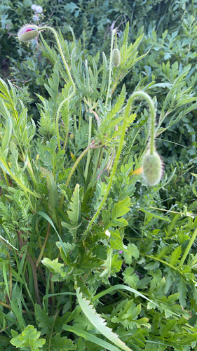 common poppy