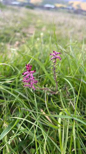 Common Fumitory