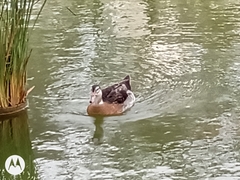 Anas platyrhynchos × Cairina moschata
