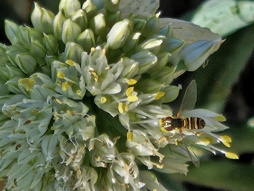 Unknown species found near Mira Mesa, San Diego, CA, USA