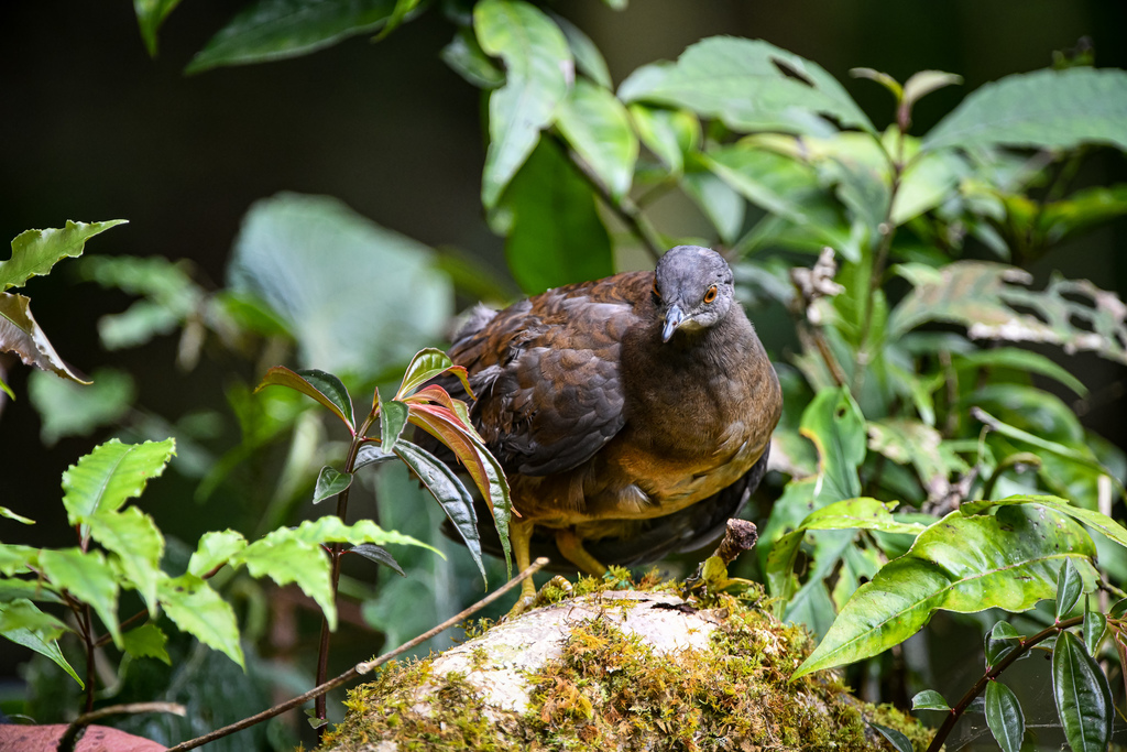 Crypturellus Tinamous