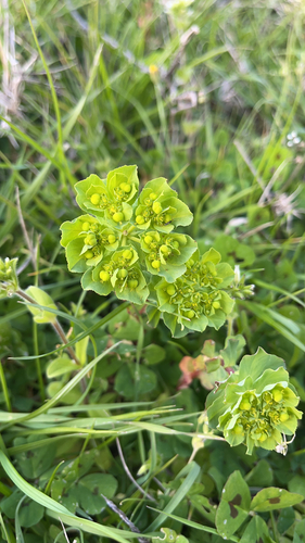 Sun spurge