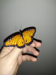 Danaus gilippus xanthippus