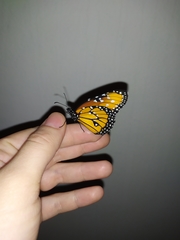 Danaus gilippus xanthippus