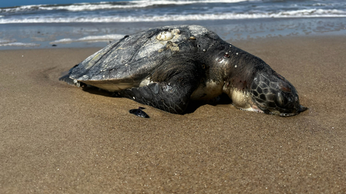 Green Sea Turtle