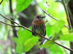 Malacoptila panamensis