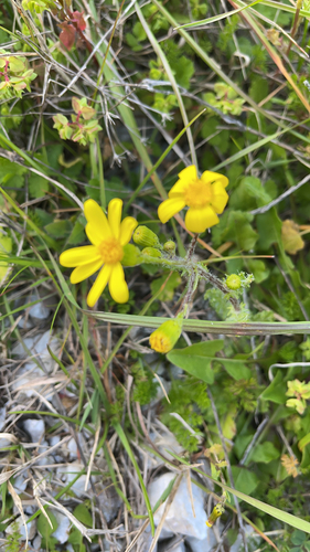 Eastern Groundsel