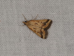Achyra massalis