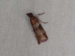 Calguia defiguralis