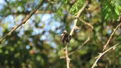 Mallophora ruficauda