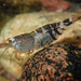 Atyid Shrimps - Photo (c) H.T.Cheng, some rights reserved (CC BY-NC), uploaded by H.T.Cheng