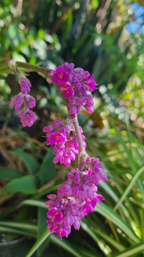 Callisia warszewicziana, photograph 1