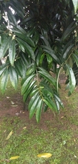 Diospyros celebica