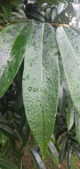 Diospyros celebica