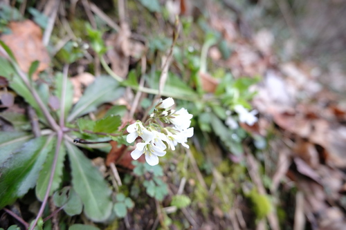 Arabis flagellosa iNat (3)