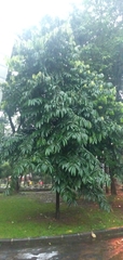 Diospyros celebica