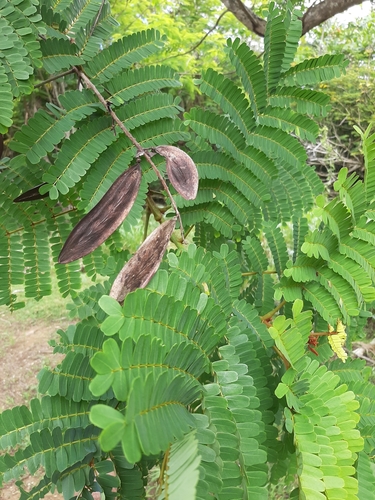 Peltophorum pterocarpum