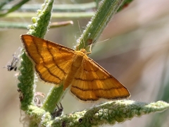 Idaea aureolaria