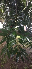 Diospyros celebica