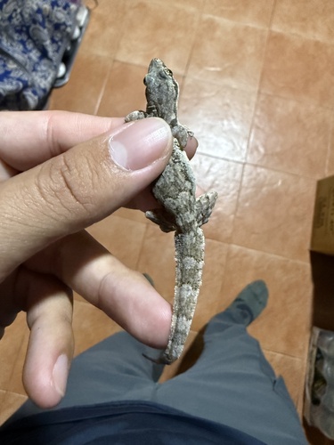 Flat-tailed House Gecko
