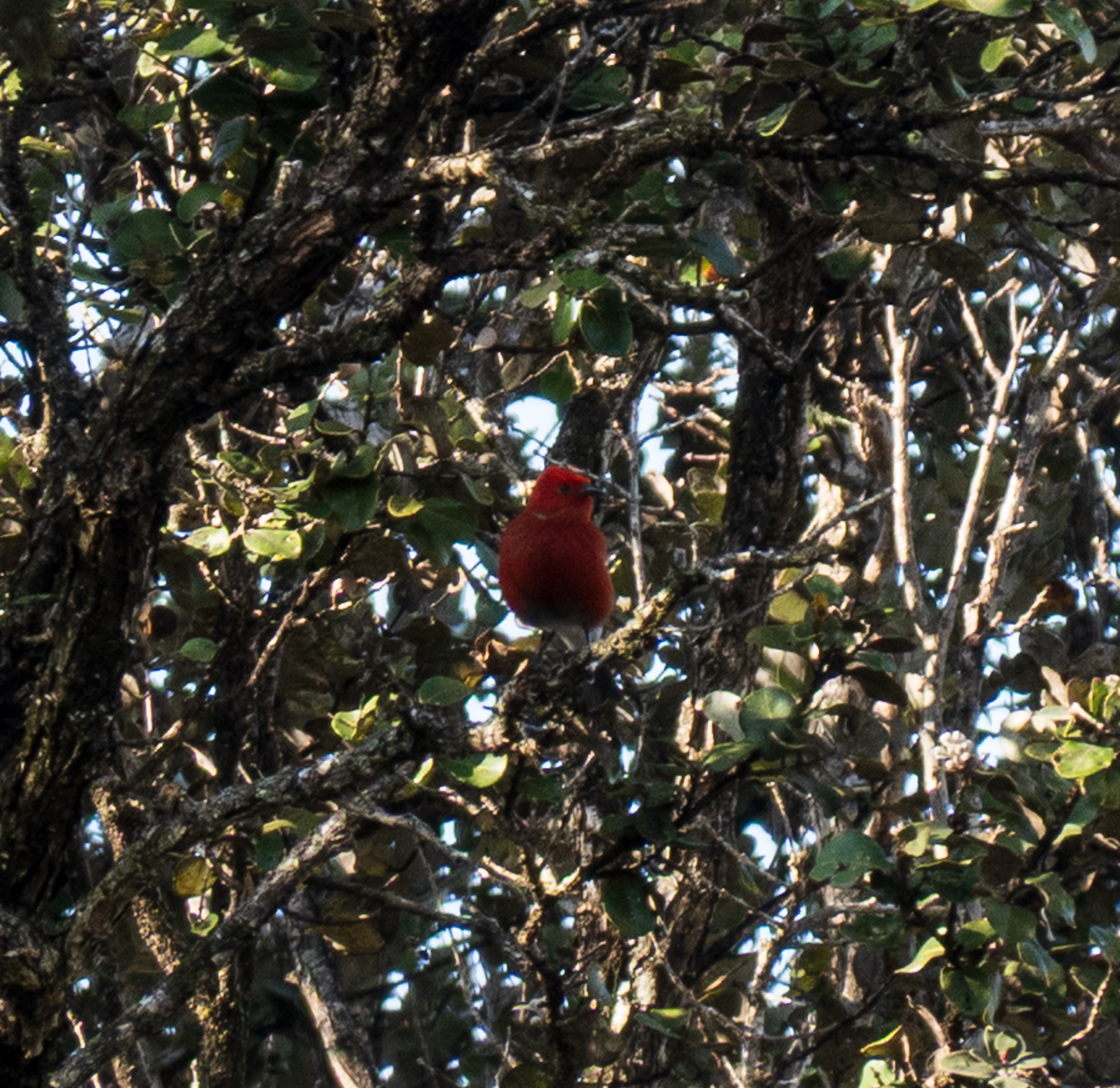 Apapane (Himatione sanguinea), photo 4