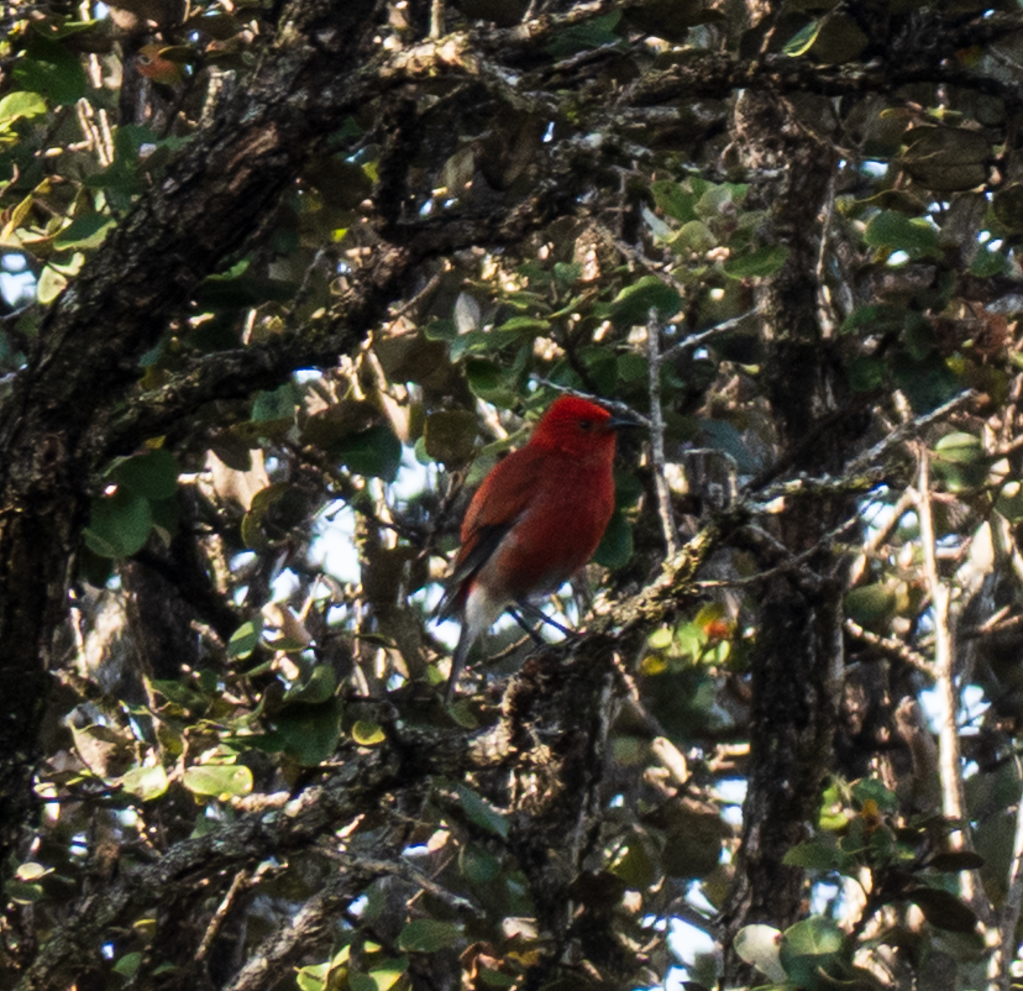 Apapane (Himatione sanguinea), photo 3